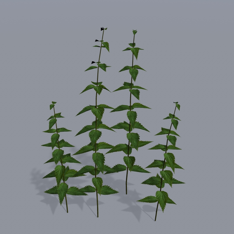 Stinging nettle model