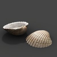 Common cockle