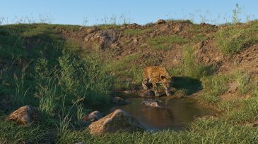 At the waterhole