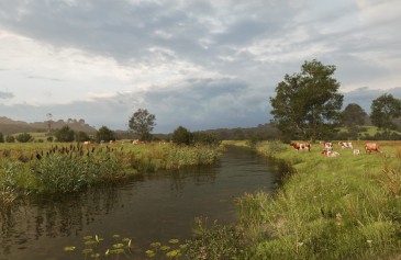 Evening pasture