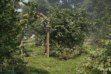Forest garden path