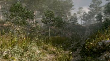 Forest path in the morning