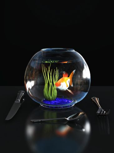 The goldfish syndrome