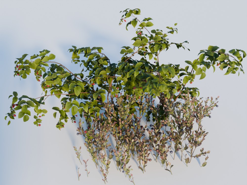 Realistic berries from Quixel