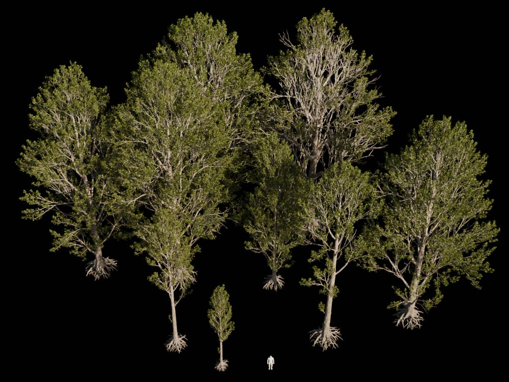 Different plant variants